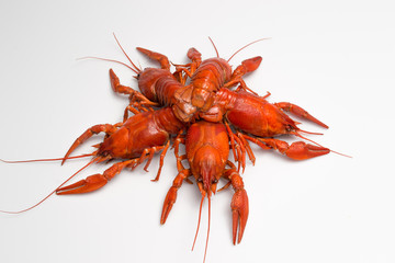 Boiled crawfish is isolated on a white background