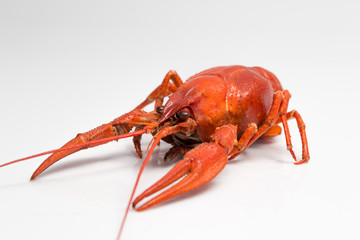 Boiled crawfish is isolated on a white background