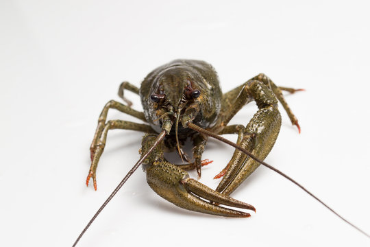 live crayfish on a white background