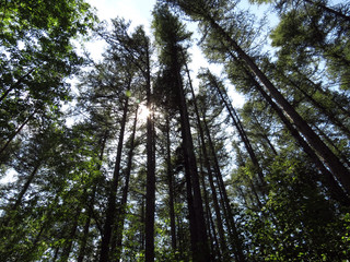 Looking up through the tall pine trees in the forest.