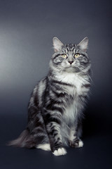 Fototapeta na wymiar Grey striped bobtail kitten on dark background