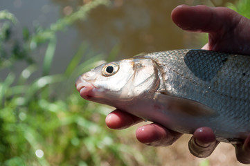 Fisherman caught a fish