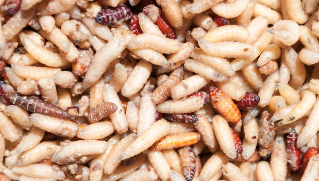 White worms