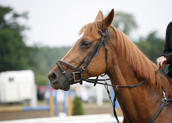 Head shot of a beautiful purebred show jumper horse in action