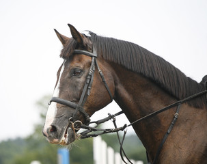 Portrait of a show jumper sport horse during competition