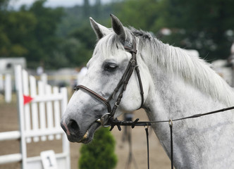 Portrait of a show jumper sport horse during competition