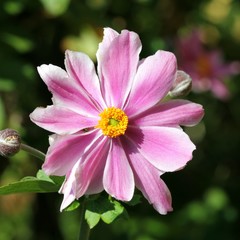 Obraz premium Anemone japonica