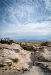 Fototapeta premium Petrified Forest Landscapes