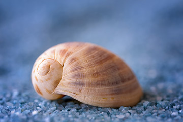 macro shell on blue sand