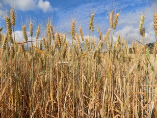 Barley field and sky