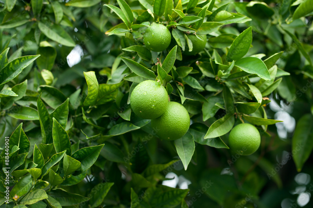 Wall mural limes hanging on a tree