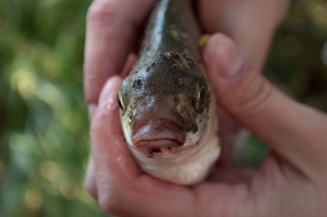 Fisherman caught a fish