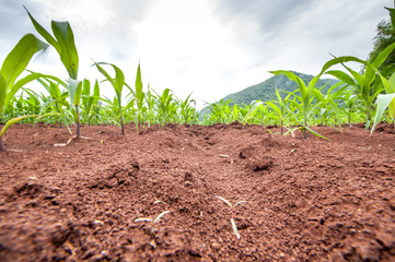 Green sprout growing