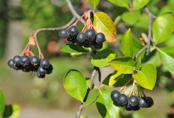 Black ashberry (Aronia melanocarpa) tree with ripe berry