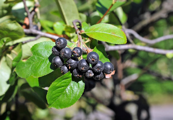 Black ashberry (Aronia melanocarpa) tree with ripe berry