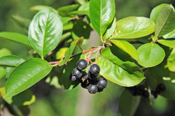 Black ashberry (Aronia melanocarpa) tree with ripe berry