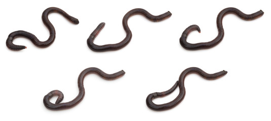 Obraz premium group pictures of earthworm crawling on white