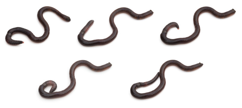 group pictures of earthworm crawling on white