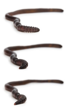 group pictures of earthworm crawling on white selective focus