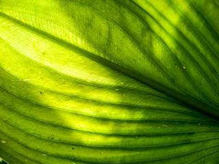 Close up green palnt © darkfoxelixir