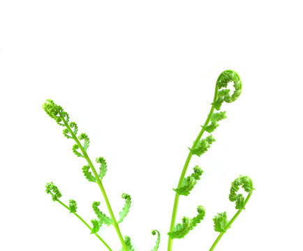  fern isolated on white background