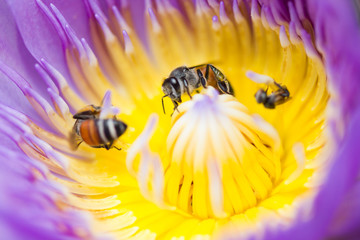 bee in lotus