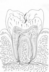 Healthy tooth or molar tooth anatomy , artwork