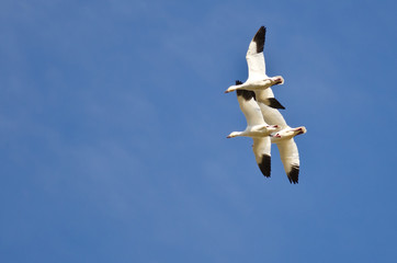 Three Snow Geese Flying in a Blue Sky