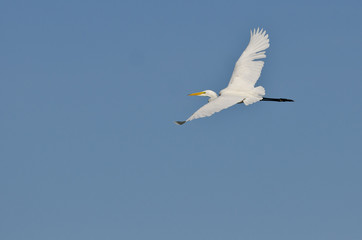 Fototapeta na wymiar White Great Egret Flying in a Blue Sky