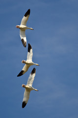 Three Snow Geese Flying in a Blue Sky