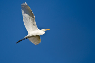 Great Egret Flying in a Blue Sky