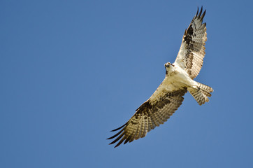 Osprey Flying In A Blue Sky