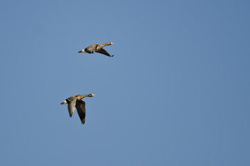 Pair of Greater White-Fronted Geese Flying in a Blue Sky