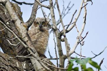 Young Owlet Making Direct Eye Contact With You