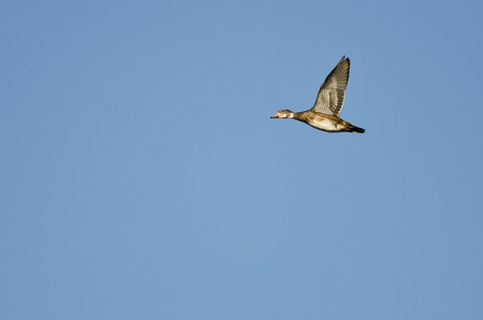 Male Wood Duck With Eclipse Plumage Flying in a Blue Sky