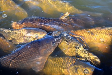 池で泳ぐ鯉／山形県庄内地方にある公園の池で泳ぐ鯉を撮影した写真です。
