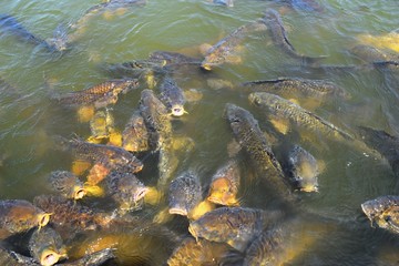 池で泳ぐ鯉／山形県庄内地方にある公園の池で泳ぐ鯉を撮影した写真です。
