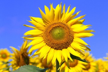 Obraz premium 青空とひまわり