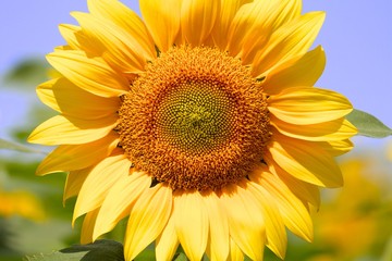 青空とひまわり