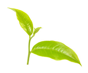 Green tea leaf isolated on white background