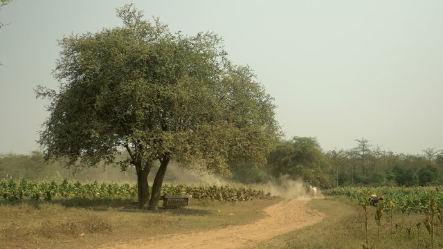 Back view of a farmer driving an oxcart carrying harvested tobacco leaves on dusty rural path through tobacco fields; Farmer harvesting tobacco leaves in the field
