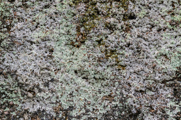 fungi on laterite stone