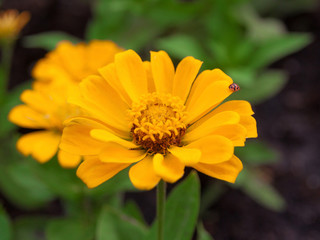 zinnia