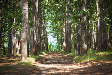 poplar tree forest