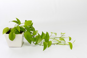 ポトスの白い鉢植え