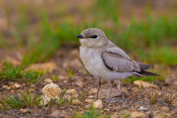 Close up of Small Pratincole (Glareola lactea )  