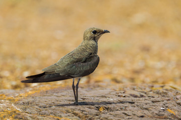 Close up of Oriental Pratincole(Glareola maldivarum) 