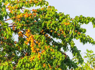 Fototapeta na wymiar Ripe apricots on tree