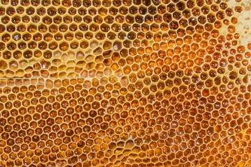 Honeycombs filled with honey closeup