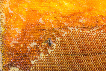 Honeycombs filled with honey and bee closeup